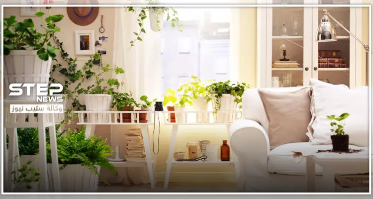 بـ النباتات.. أدخلي السرور لمنزلك وارفعي معنويات عائلتك: أخبار