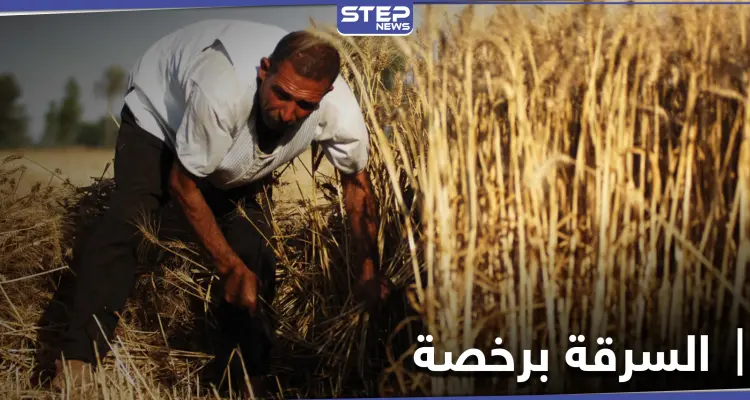 خاص|| مناقصة للاستيلاء على محاصيل الزيتون بـ ريف حماة الشمالي .. ومصادر تكشف التفاصيل: أخبار