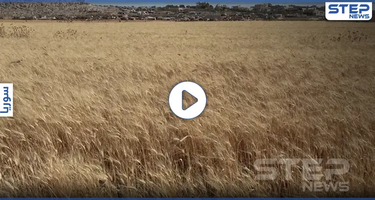 عدسة ستيب ترصد بدء موسم حصاد القمح بريف إدلب وسط صعوبات يواجهها القطاع الزراعي: أخبار
