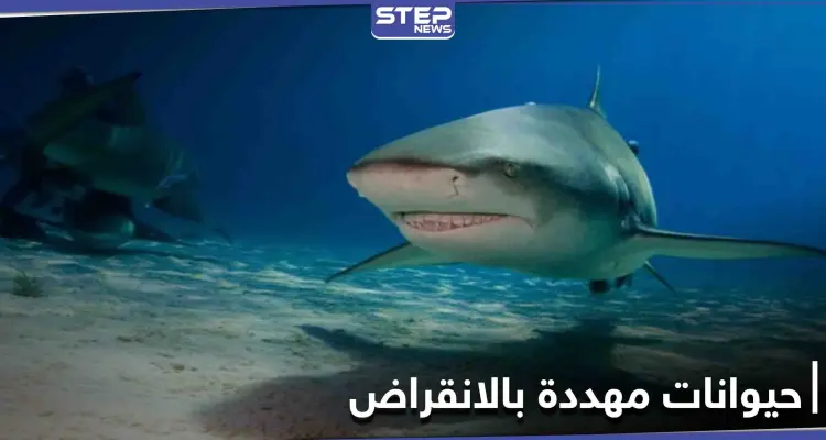 أسماك قرش الحوت المهدد بالانقراض تفاجئ العلماء بسرعة شفائها من الإصابات ودراسة تكشف السبب: أخبار