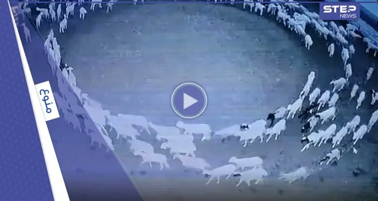 صحيفة: ظاهرة محيرة في الصين.. أغنام تسير بحلقة دائرية لــ12 يوماً متواصلة: أخبار