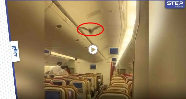شاهد بالفيديو|| ردة فعل ركاب طائرة  بعد هجوم مفاجئ لخفاش على المسافرين وهذا مافعله قائد الطائرة: أخبار