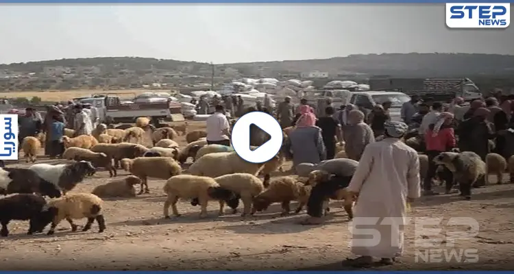 وسط غلاء في أسعارها.. حالة جمود تشهدها أسوق الأضاحي شمالي إدلب: أخبار