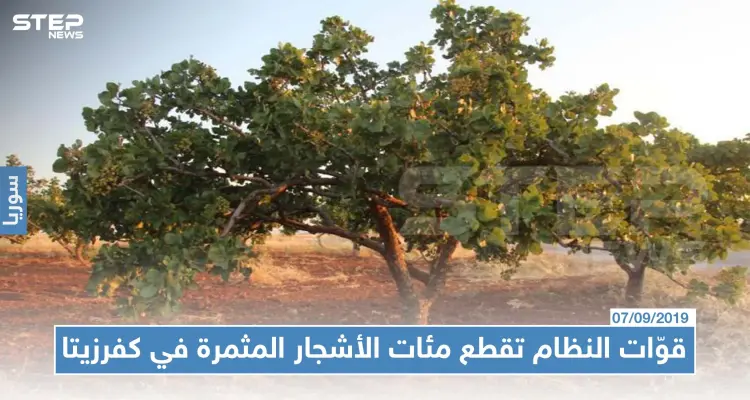 قوّات النظام تقطع مئات الأشجار المثمرة في كفرزيتا لبيعها في أسواق التعفيش!!: أخبار