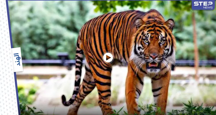 بالفيديو||لحظات مخيفة.. نمر يهاجم امرأة مسنة وتعاركه بالأيدي وعصا المشي إلى أن استجابت عائلتها لصراخها: أخبار