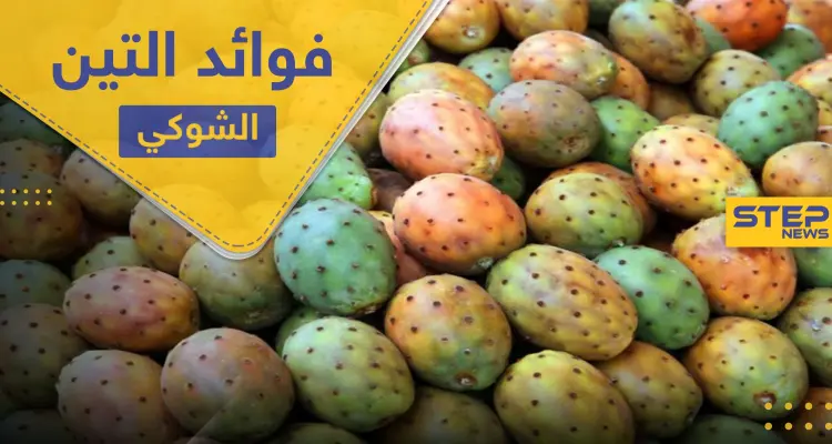 التين الشوكي وزيته.. فوائد غذائية وعلاجية عدة: أخبار