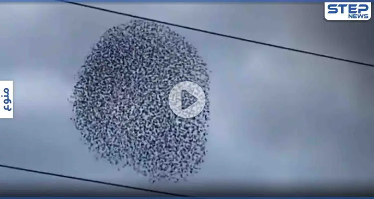 بالفيديو|| جيش من طيور الزرزور تؤدي رقصةً خاصة بتناغمٍ عالٍ في السماء,, بمشهدٍ مذهل: أخبار