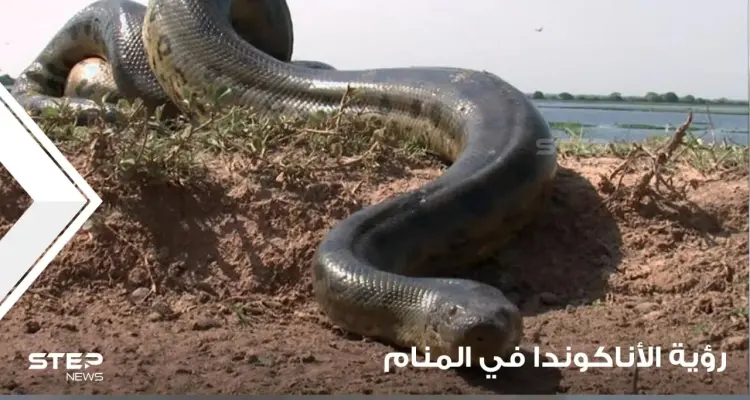 رؤية الأناكوندا في المنام وألوانه ولدغاته ودلالاته عند المعبرين: أخبار