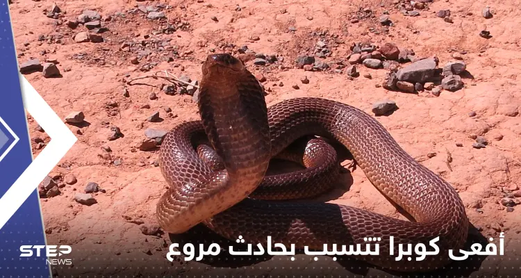 شاهد|| ما فعلته أفعى كوبرا بعدة سيارات في ليبيا: أخبار
