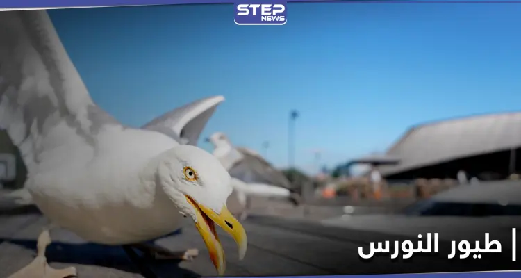 طيور النورس في البحرين تعجز عن الطيران لهذا السبب: أخبار