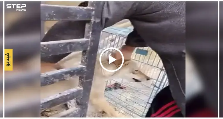 بالفيديو|| ذئب يهاجم مربيه السعودي.. والأخير ينجو بشكلٍ مبهر وبأعصابٍ باردة!: أخبار