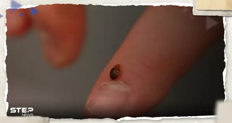 "آفة مزعجة" تنتشر في باريس ومطالب للحكومة الفرنسية بتحرك عاجل: أخبار