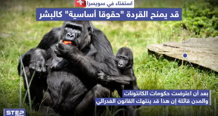 استفتاء في سويسرا يَمنح القردة "حقوقاً أساسية" كالبشر: أخبار