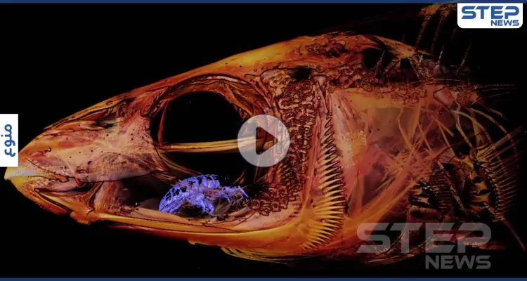 بالفيديو والصور|| العلماء مذهولون من حيوان "مصاص الدماء" يبتلع اللسان ويحل محله: أخبار