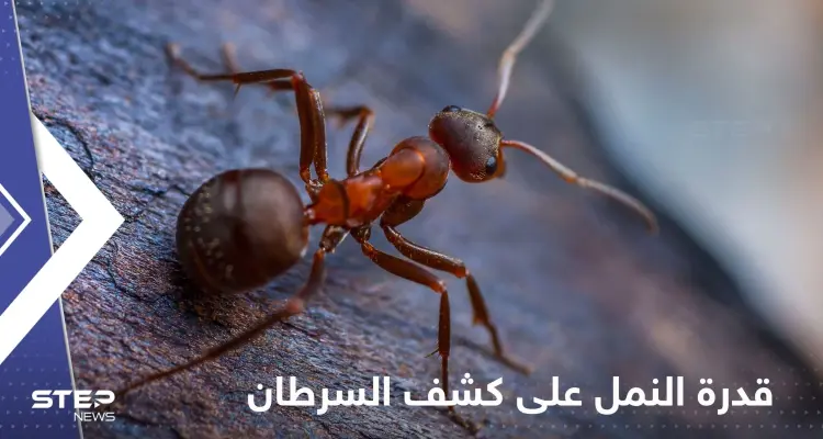 قدرة النمل على كشف أورام السرطان.. دراسة جديدة تكشف التفاصيل: أخبار