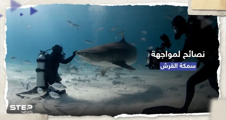 كيف تتصرف حال هاجمك قرش مفترس.. 7 نصائح منها "التصرّف بشجاعة": أخبار
