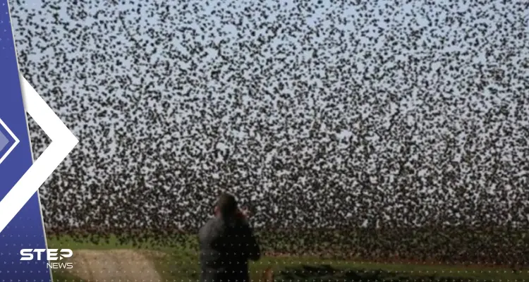بالفيديو|| "إنذار لكارثة".. أسراب من الطيور تدخل مدينة بالمكسيك في ظاهرة "نادرة": أخبار