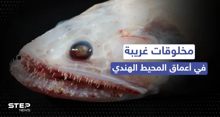 مخلوقات غريبة قرب براكين في أعماق المحيط الهندي.. اكتشاف مذهل في عالم البحار: أخبار