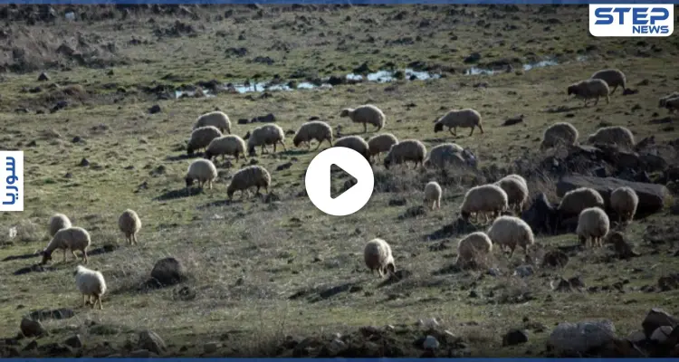 الثروة الحيوانية بمناطق "قسد" بخطر.. وسط فقدان أعدادها وارتفاع أسعار لحومها -فيديو: أخبار