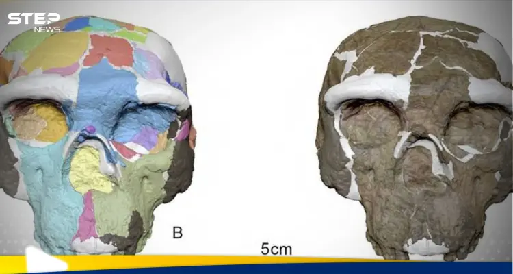 جمجمة عمرها مليون سنة.. مفاجأة تغير نظرتنا لتاريخ الإنسان: أخبار