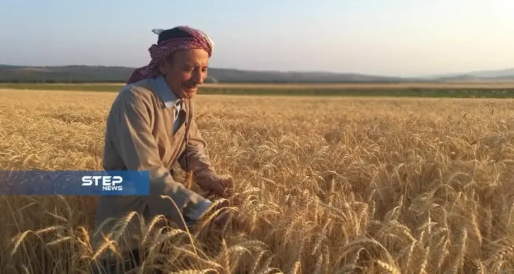بالصور.. بدء موسم حصاد محصول القمح غرب حلب.. بين ضعف الانتاج وارتفاع التكاليف: أخبار