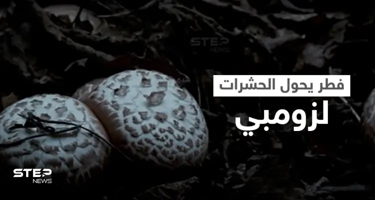 شاهد|| حقيقة مرعبة.. ظاهرة الزومبي مستوحاة من الطبيعة واكتشاف فطر قاتل يهاجم دماغ الحشرات ويحولها إلى زومبي (فيديو): أخبار