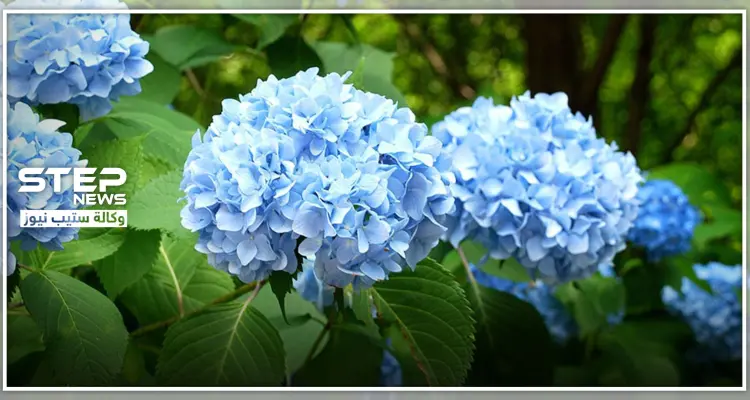 إليكم أفضل 5 أنواع من نباتات الظل ...وأصنافها المتنوعة: أخبار