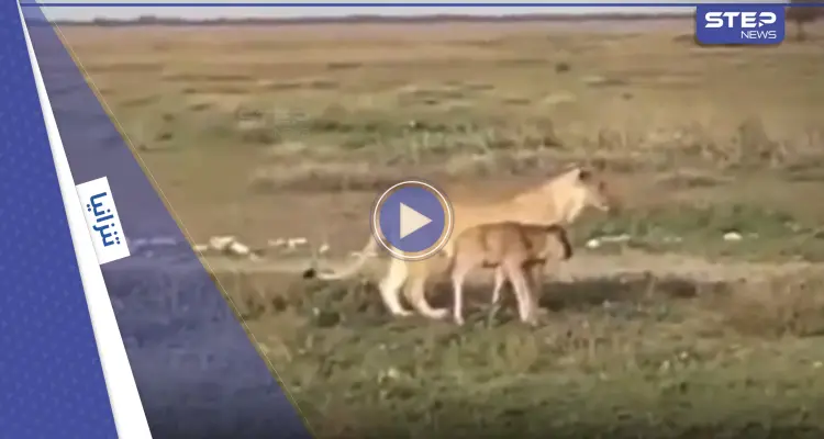 شاهد|| "غريزة الأمومة تنتصر على روح الافتراس".. لبؤة تعيد عجلاً صغيراً إلى قطيعه بحادثة نادرة للغاية (فيديو): أخبار