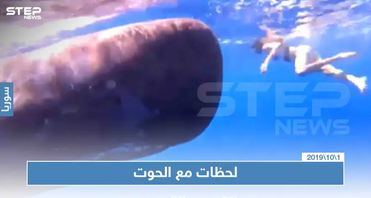 فتاة تسبح أمام الحوت في المحيط الهندي واصفة اللحظة أنها "لاتقدر بثمن": أخبار