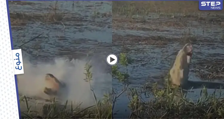 شاهد|| لحظة افتراس تمساح جائع لطائرة درون وانفجارها داخل فمه: أخبار