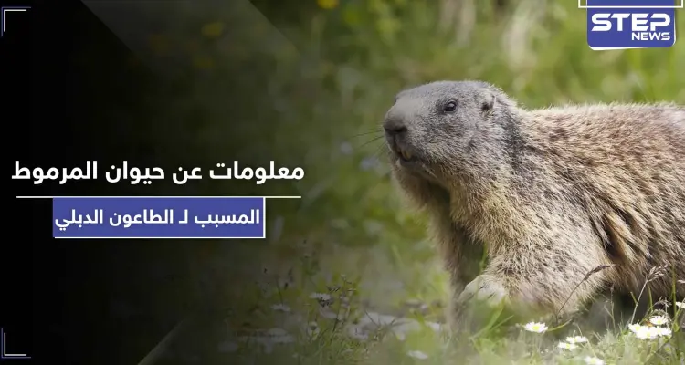 5 معلومات عن حيوان المرموط المسبب لـ الطاعون الدبلي "الموت الأسود": أخبار