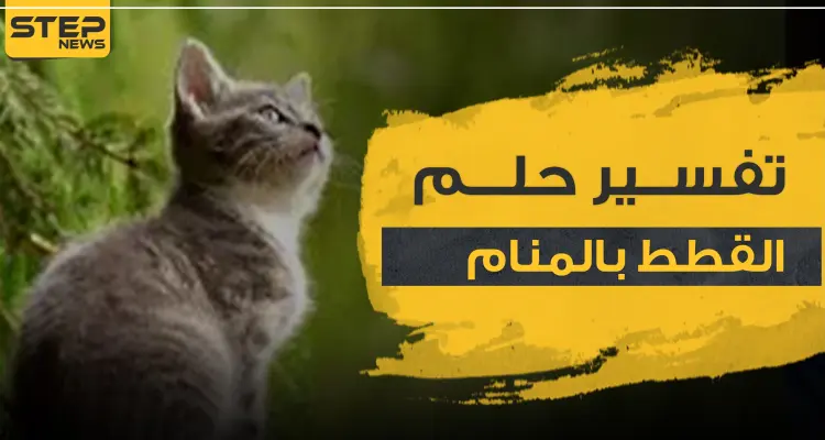 تفسير حلم القطط بالمنام بأكثر من رواية وحسب عدة مواضع: أخبار