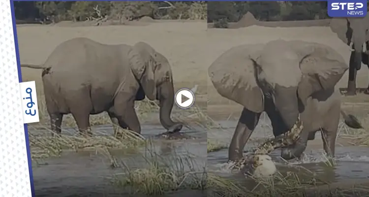 انتهت بموت أحدهما.. معركة درامية حامية بين أنثى فيل وتمساح مفترس حاول التهام صغيرها (فيديو وصور): أخبار