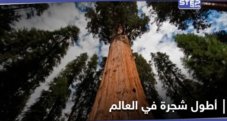 مغامران يكتشفان أطول شجرة في العالم بمحض الصدفة ومصادر تكشف أهميتها: أخبار