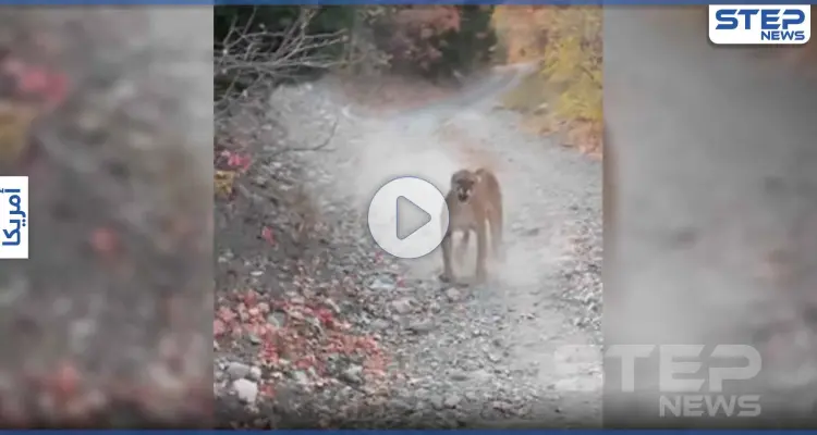 بالفيديو|| 6 دقائق مرعبة مع لبؤة.. رجل يوثق أصعب مطاردة قد يعيشها الإنسان   : أخبار