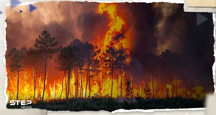 تعرف على أكبر 10 حرائق غابات في تاريخ العالم: أخبار