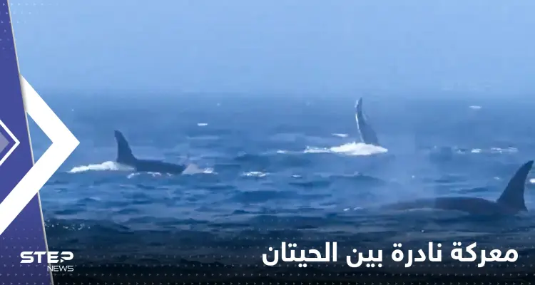 "مشاهد لا تصدق".. معركة نادرة بين نوعين من الحيتان تخللها صفعات وصراخ: أخبار