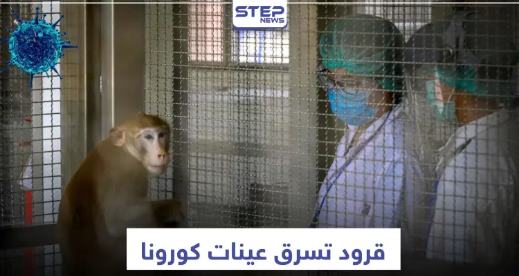قد تسبب كارثة.. القرود تسرق عينات مصابي كورونا بهذا البلد: أخبار