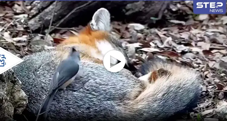 بالفيديو|| طائر عنيد يسرق فرو ثعلب نائم وينقله لتدفئة عشه: أخبار
