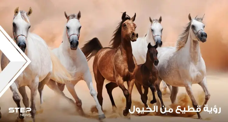 رؤية قطيع الخيول في المنام ودلالة ألوانها وأماكنها عند المعبرين: أخبار