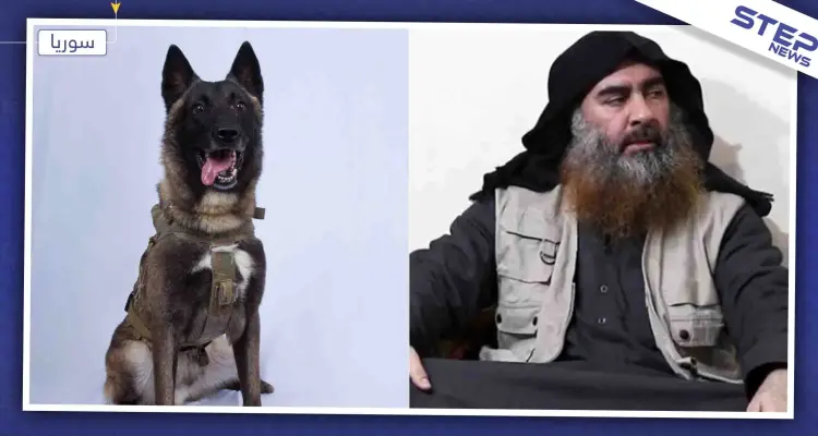 شاهد صورة الكلب الذي شارك في عملية اغتيال البغدادي (صورة): أخبار