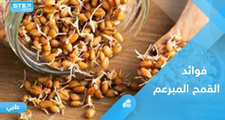 القمح المبرعم.. فوائد كثيرة وقيمة غذائية عالية: أخبار
