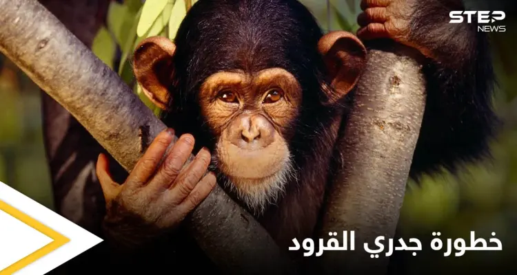 البحث عن 200 شخص في أمريكا خوفاً من إصابتهم بمرض جدري القرود ومصادر تكشف خطورته: أخبار