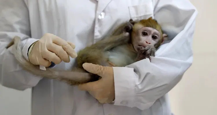 ينتقل باللمس.. أول حالة وفاة في الصين بـ "الفيروس القردي B": أخبار