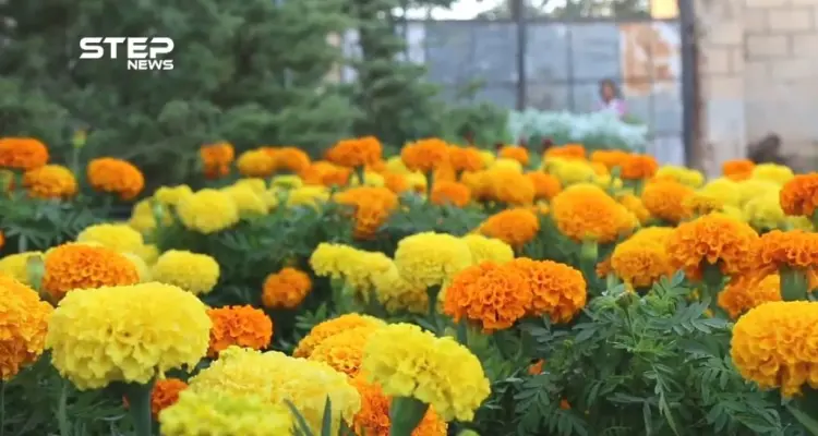 صعوبات تواجه أصحاب المشاتل في تسويق الورود و الأشجار بمدينة الباب في ريف حلب: أخبار