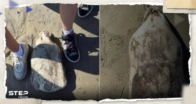 شاهد|| كأنه "فضائي".. زوجان يعثران على "كائن غريب" على شواطئ أستراليا: أخبار