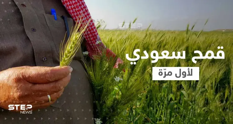 قمح الديورم السعودي.. المملكة ستنتج كميات كافية للإنتاج المحلي لأول مرّة: أخبار