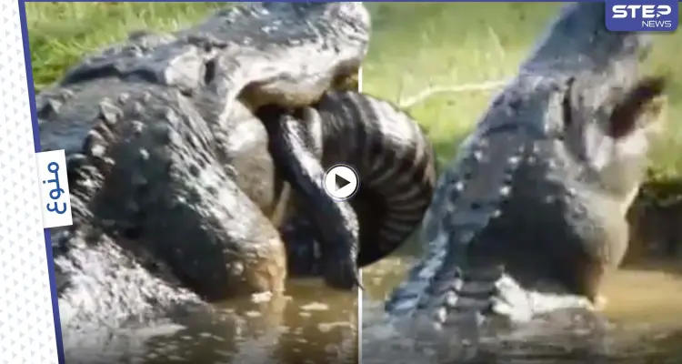 بالفيديو|| عدسة الكاميرا تلتقط لحظة التهام تمساح ضخم "ديناصور" لتمساح آخر وقضمه بقوة: أخبار