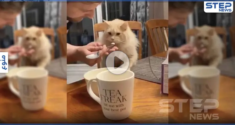 بالفيديو|| موقف لطيف.. قطة تتذوق "الآيس كريم" لأول مرة بحياتها وترد بطريقة مدهشة: أخبار