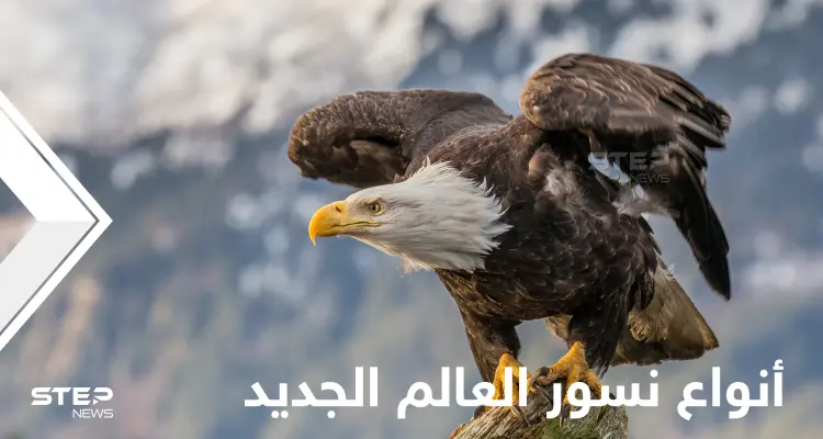 شاهد|| 7 أنواع مدهشة من نسور العالم الجديد بعضها مهدد بالانقراض: أخبار